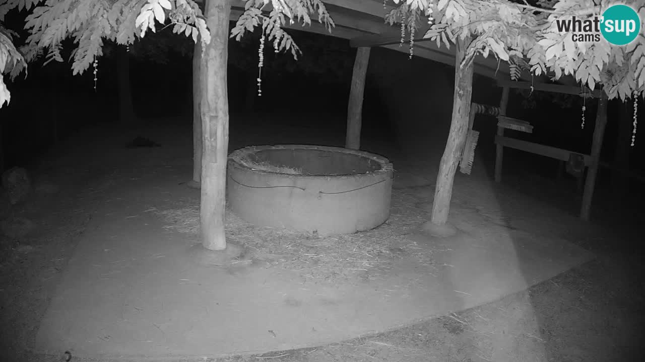 Live webcam Zebras in Ljubljana ZOO – Slovenia