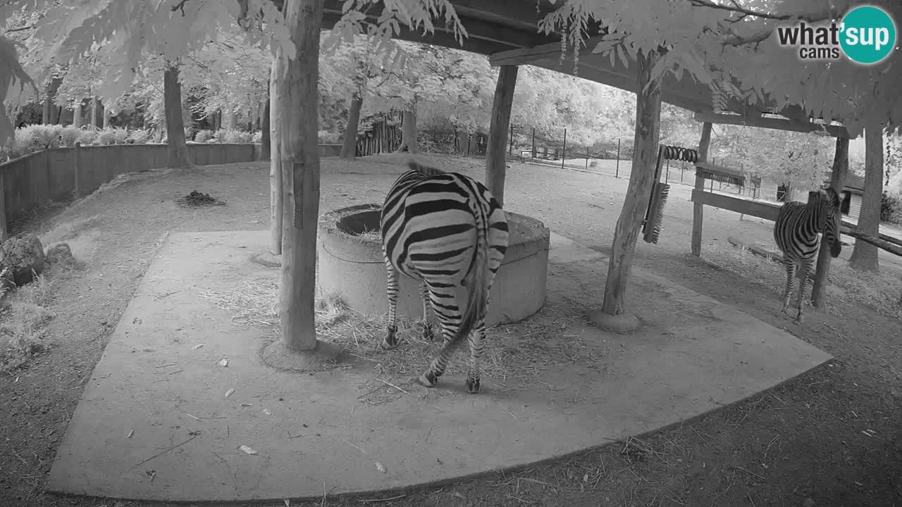 Camera en vivo Cebras in Ljubljana ZOO – Eslovenia