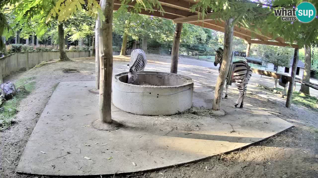Live webcam Les zèbres in Ljubljana ZOO – Slovénie