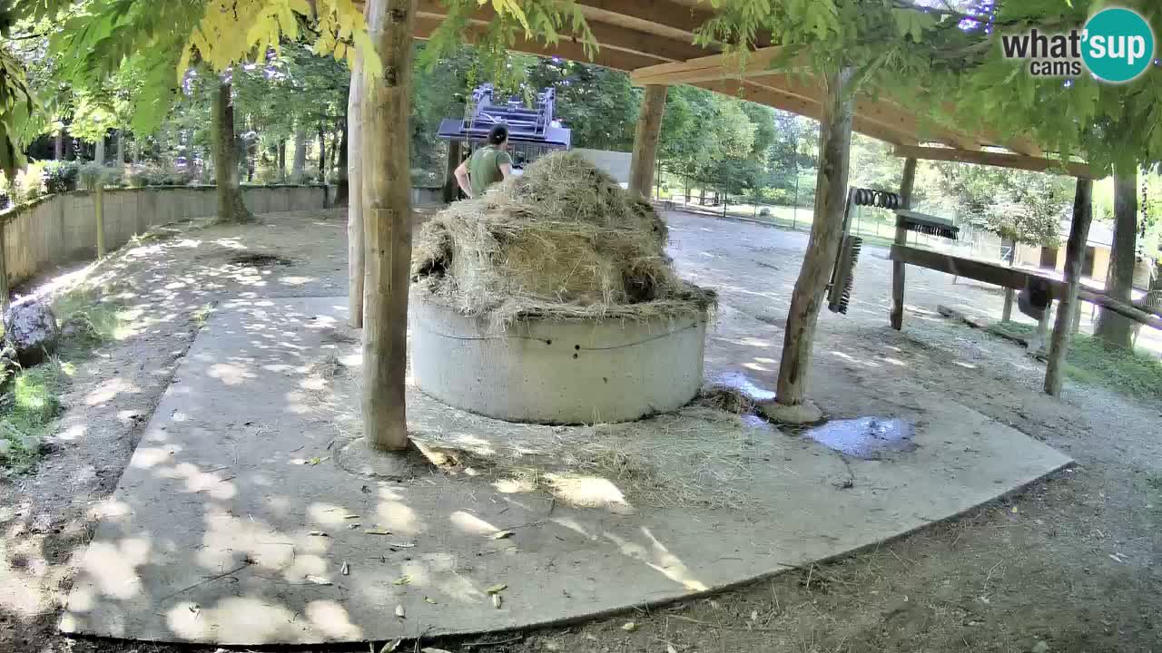 Live webcam Les zèbres in Ljubljana ZOO – Slovénie