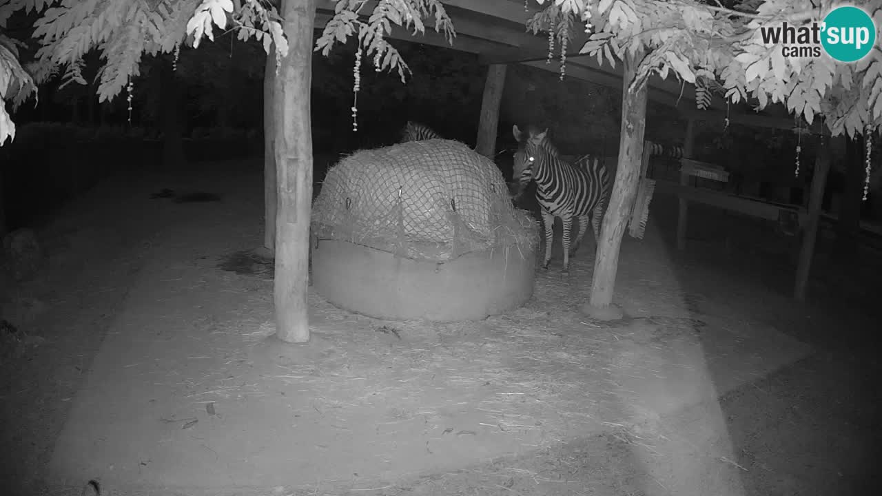 Live webcam Zebras in Ljubljana ZOO – Slovenia