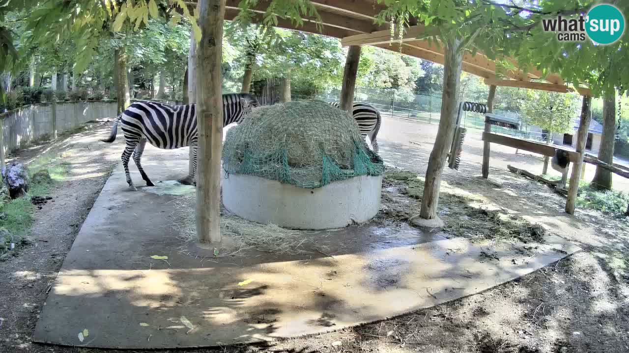 Live webcam Zebras in Ljubljana ZOO – Slovenia