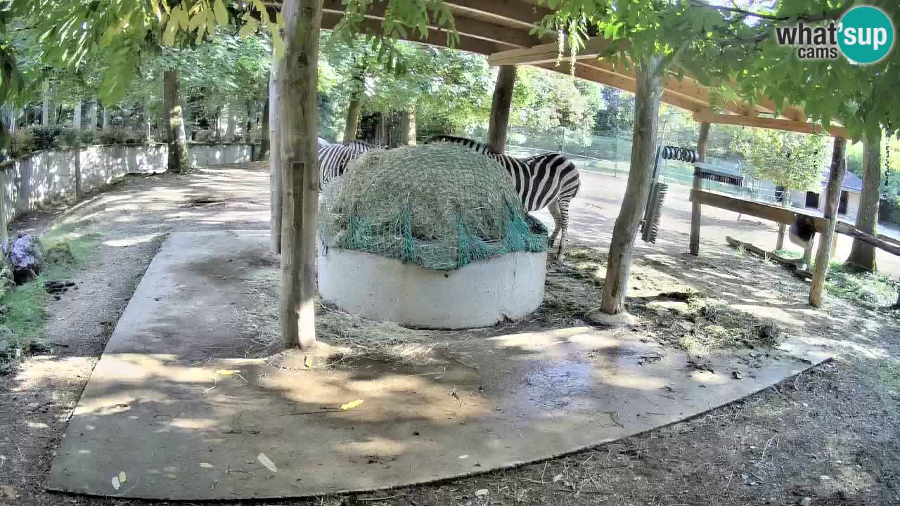 Live webcam Zebras in Ljubljana ZOO – Slovenia