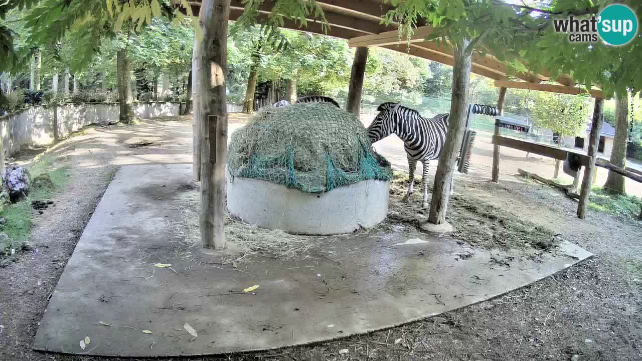 Live webcam Zebras in Ljubljana ZOO – Slovenia