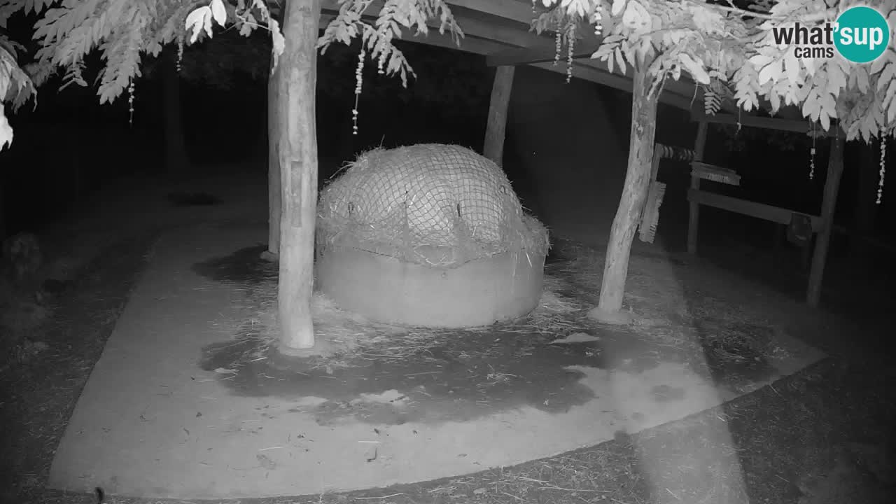 Live webcam Zebras in Ljubljana ZOO – Slovenia