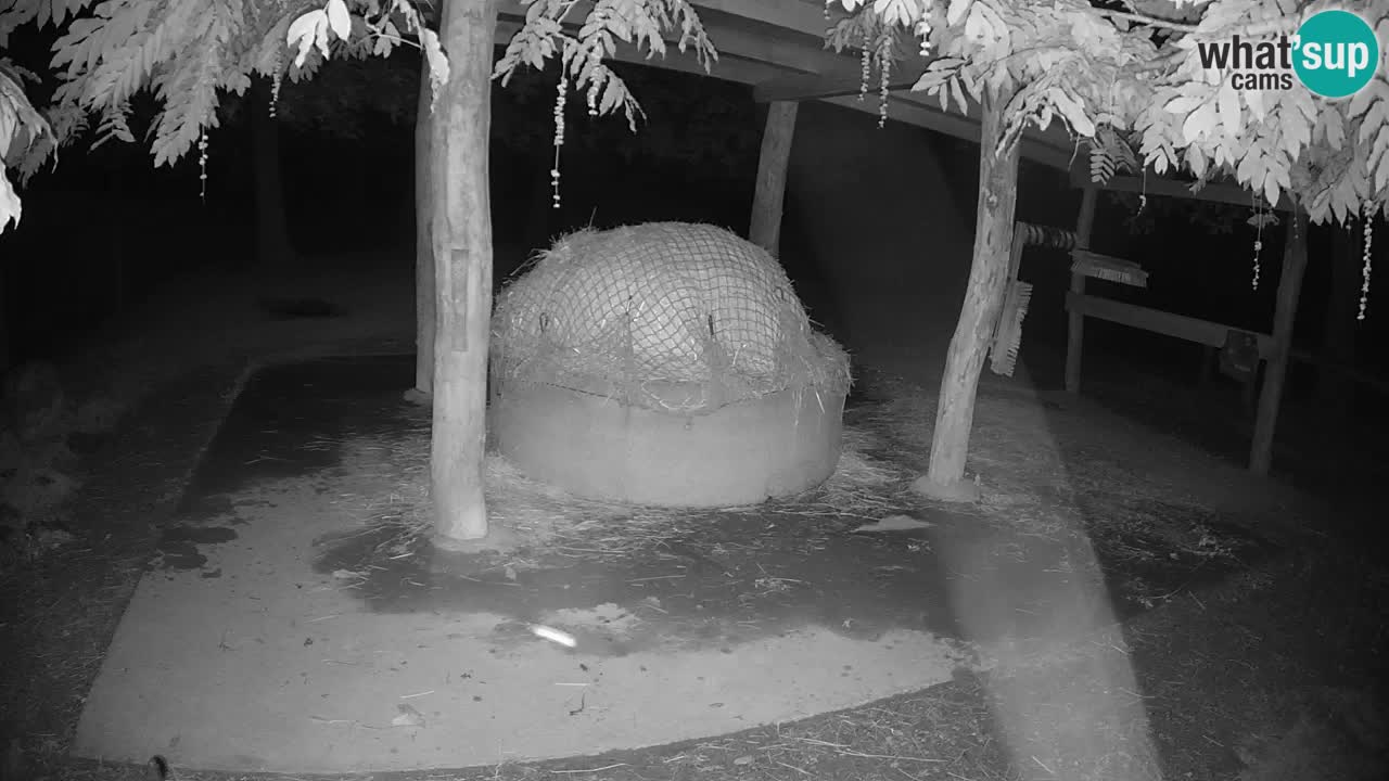 Live webcam Zebras in Ljubljana ZOO – Slovenia