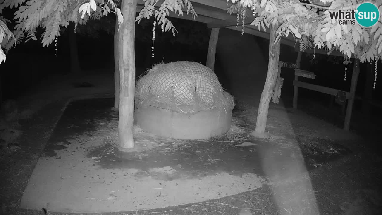 Camera en vivo Cebras in Ljubljana ZOO – Eslovenia