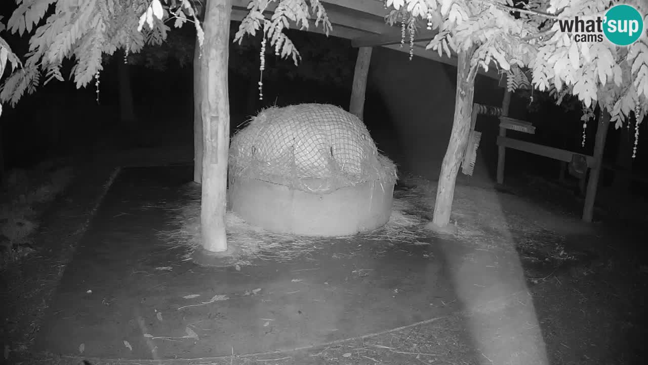 Live webcam Zebras in Ljubljana ZOO – Slovenia