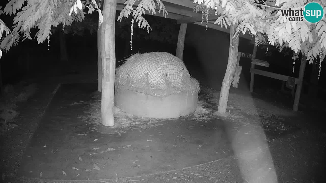 Live Webcam Zebras in Ljubljana ZOO – Slowenien