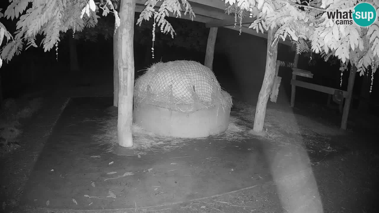 Live webcam Les zèbres in Ljubljana ZOO – Slovénie