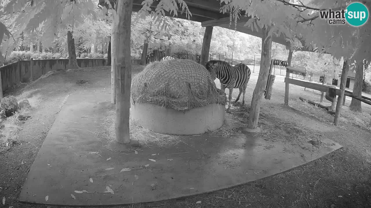 Web kamera uživo Zebras u ZOO Ljubljana – Slovenija