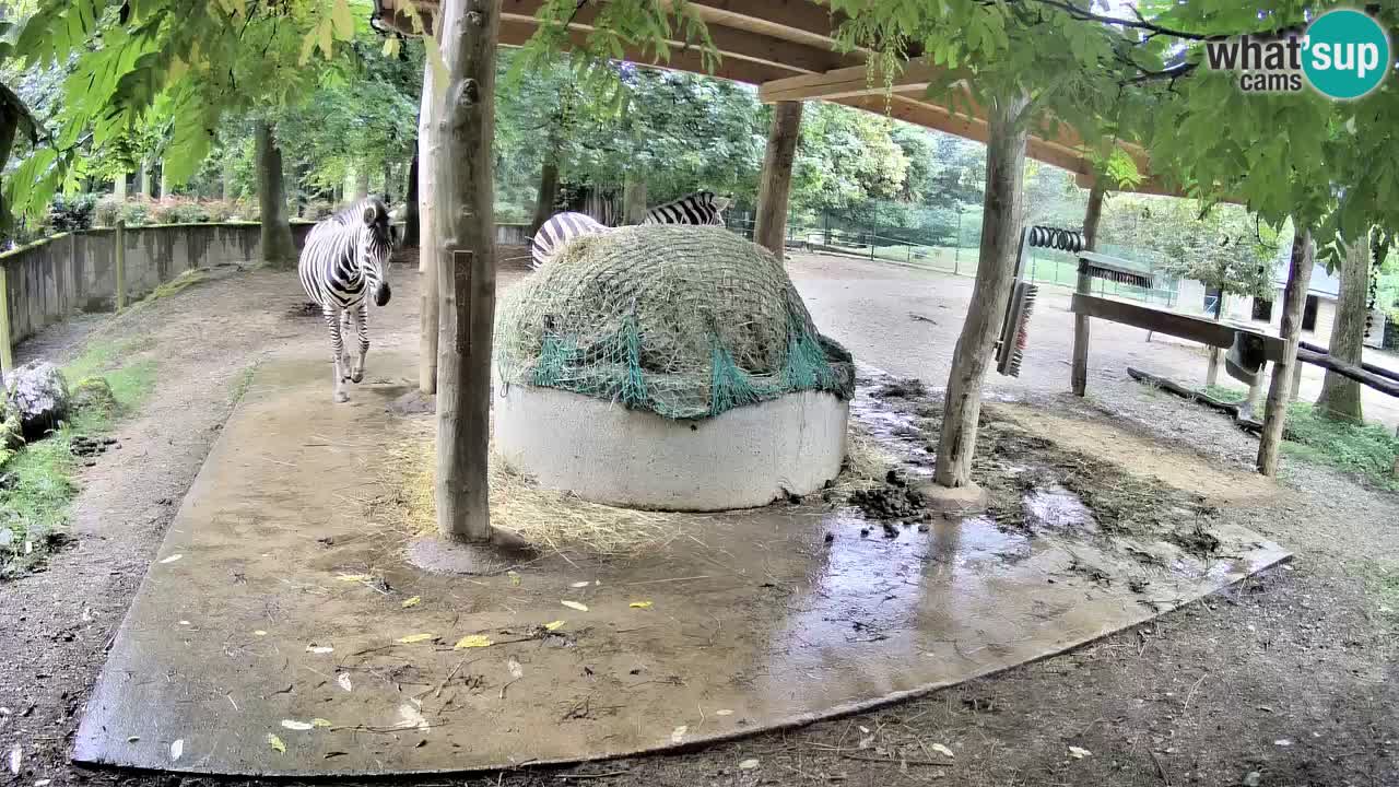 Live Webcam Zebras in Ljubljana ZOO – Slowenien