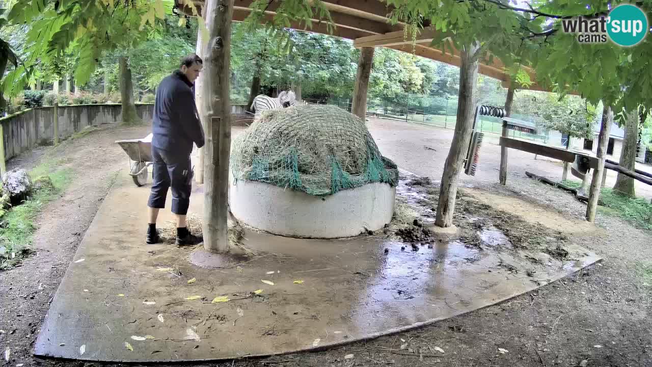 Live webcam Les zèbres in Ljubljana ZOO – Slovénie