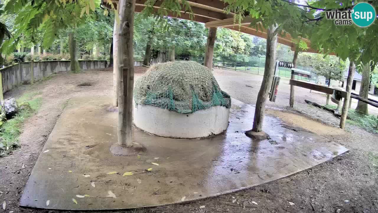 Web kamera uživo Zebras u ZOO Ljubljana – Slovenija