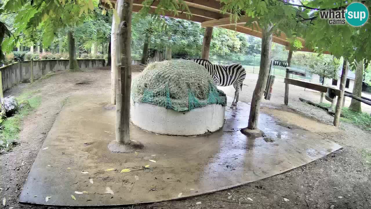 Le Zebre nello ZOO di Ljubljana – Slovenia Live webcam
