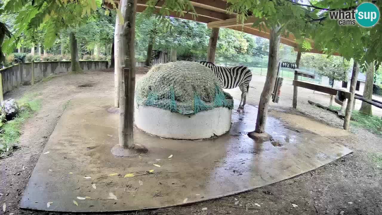 Live Webcam Zebras in Ljubljana ZOO – Slowenien