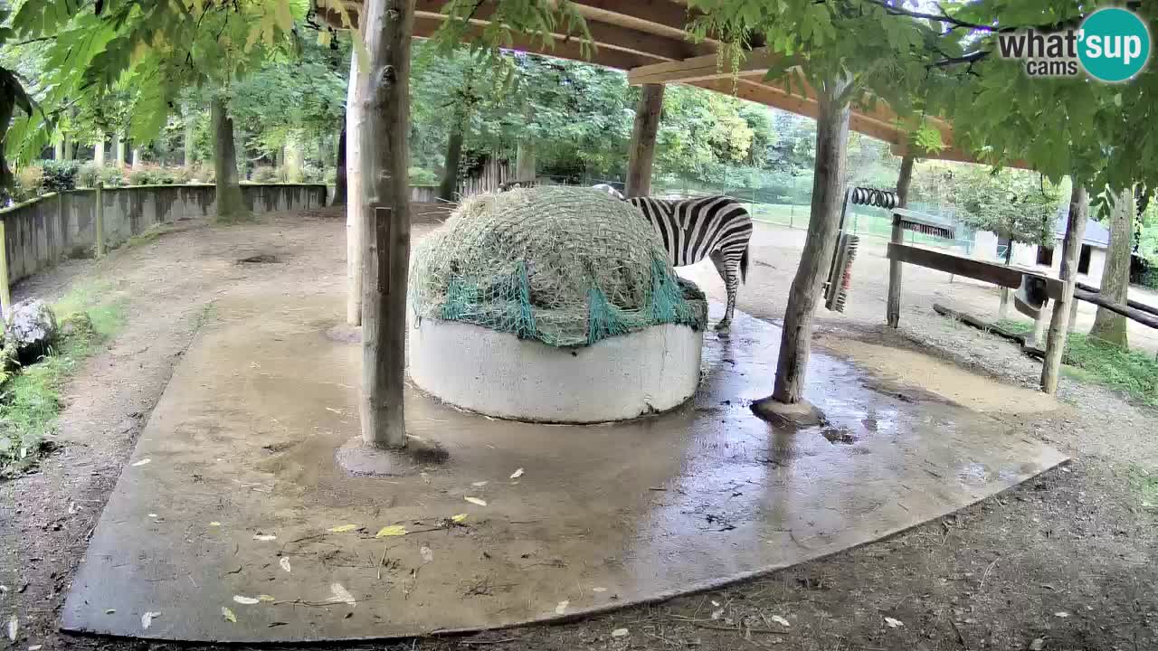 Zebre v živo v živalskem vrtu Ljubljana ZOO spletne kamere