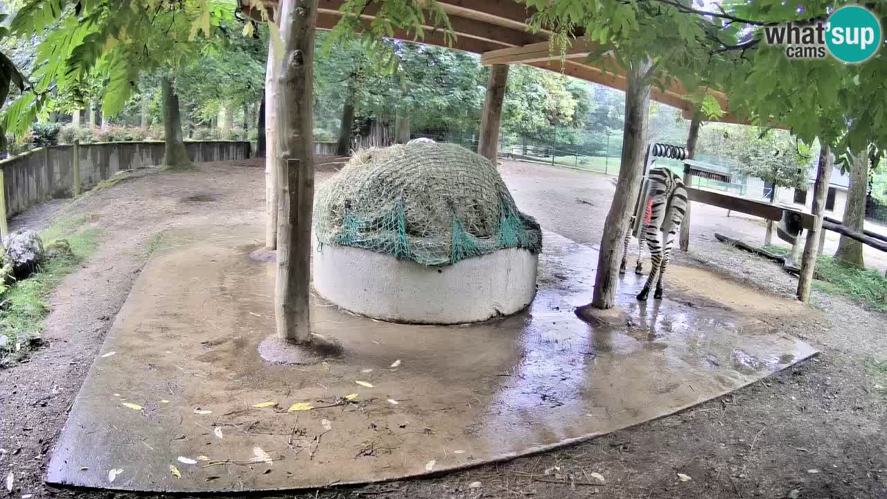 Live webcam Les zèbres in Ljubljana ZOO – Slovénie