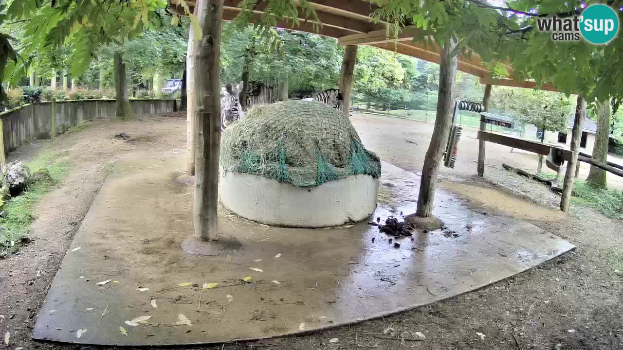 Live webcam Les zèbres in Ljubljana ZOO – Slovénie