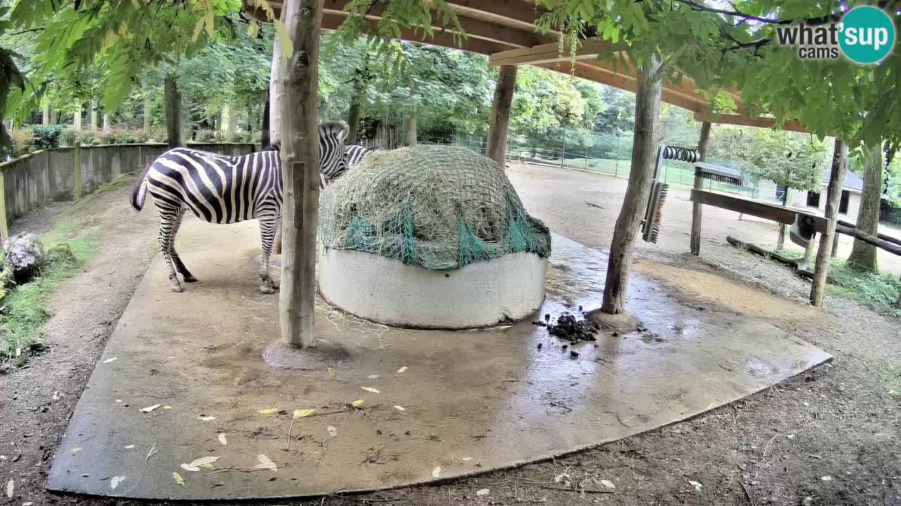 Live webcam Les zèbres in Ljubljana ZOO – Slovénie