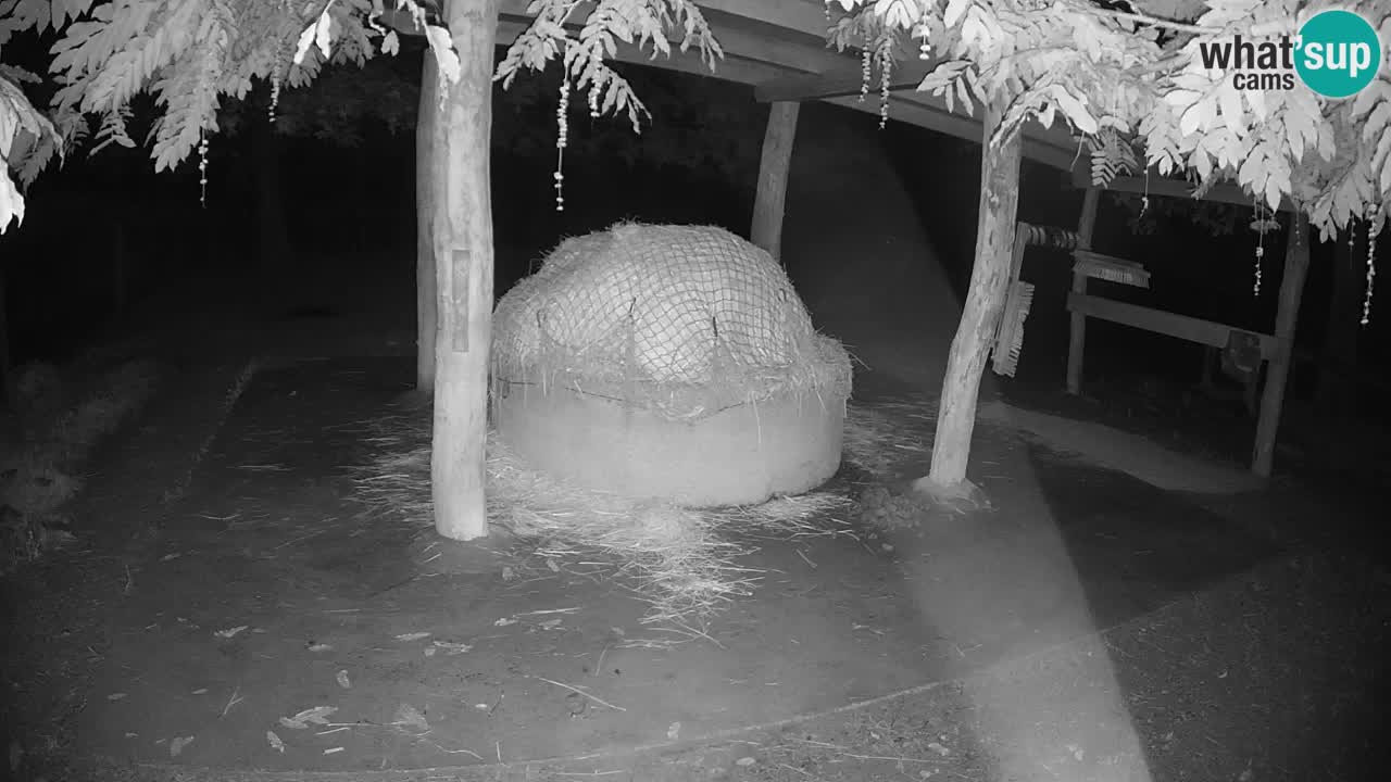 Live webcam Zebras in Ljubljana ZOO – Slovenia