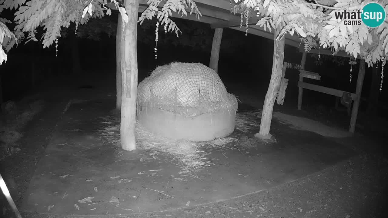 Live Webcam Zebras in Ljubljana ZOO – Slowenien