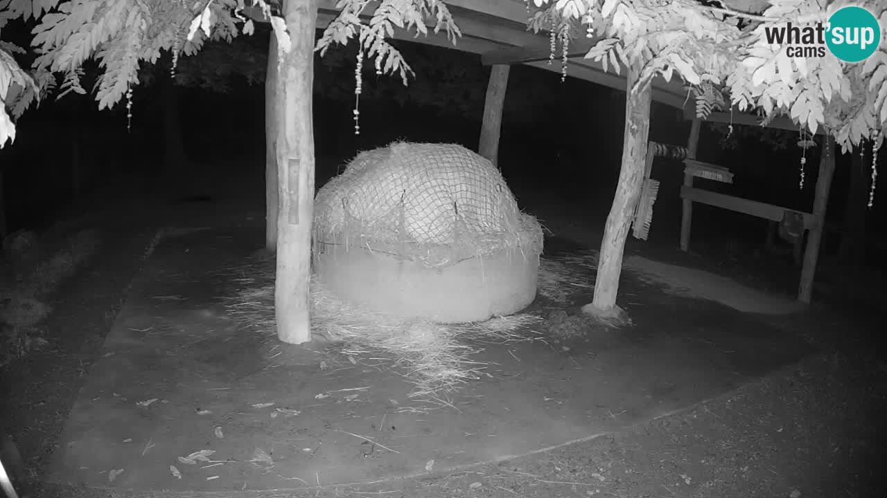 Live webcam Zebras in Ljubljana ZOO – Slovenia