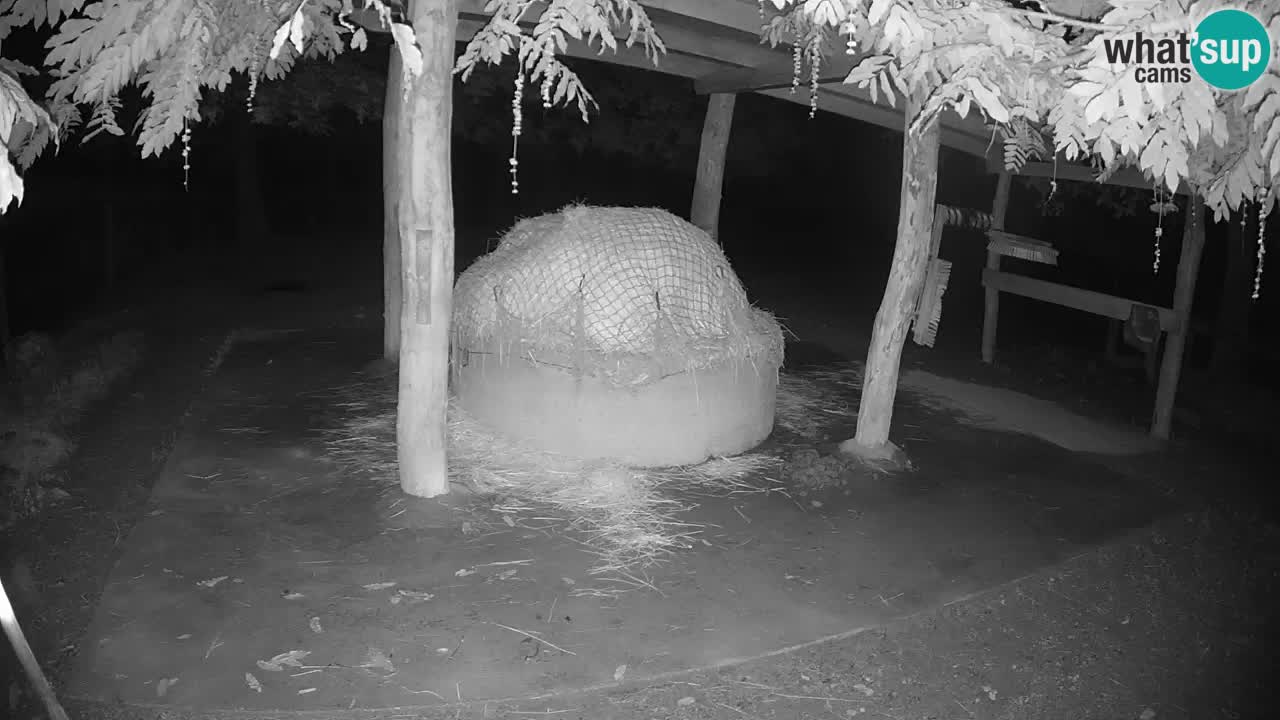 Le Zebre nello ZOO di Ljubljana – Slovenia Live webcam