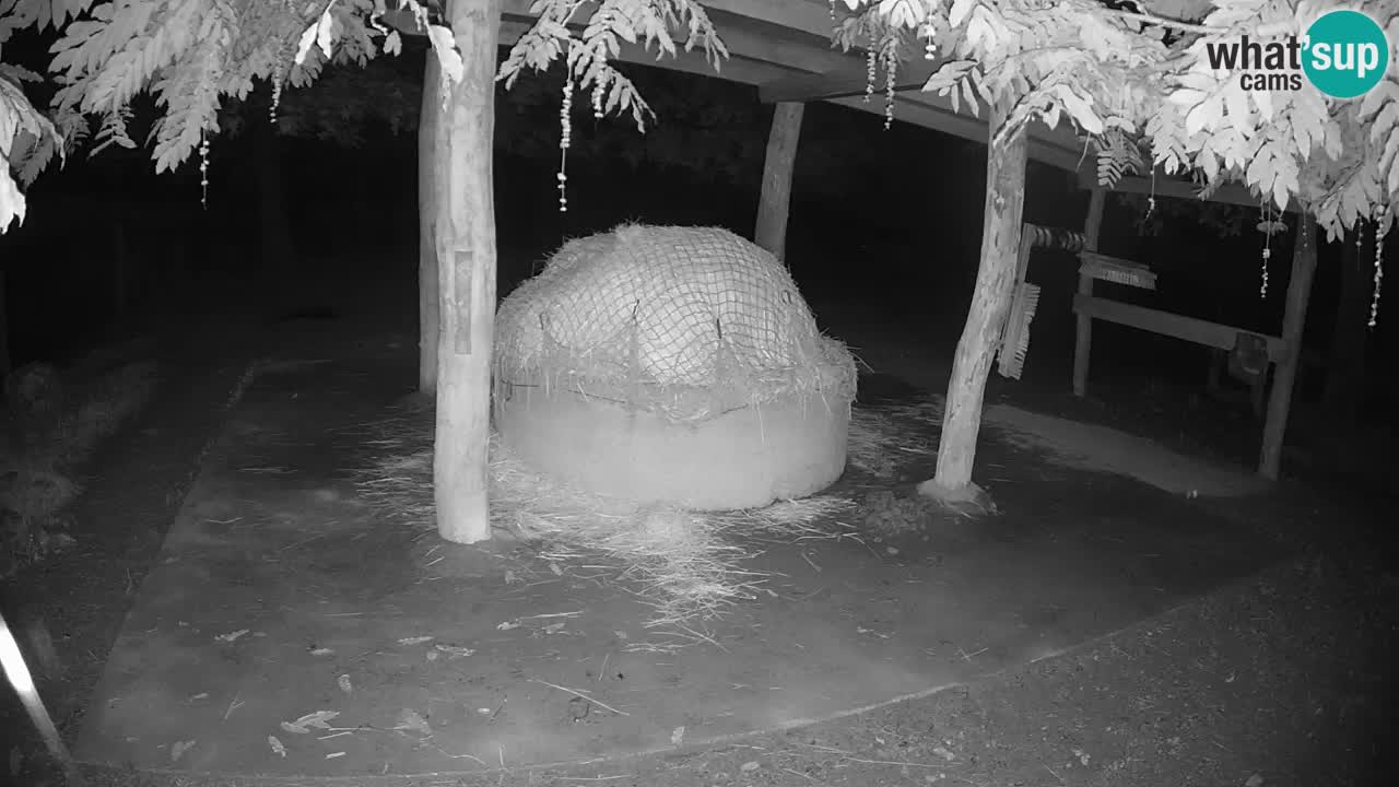 Camera en vivo Cebras in Ljubljana ZOO – Eslovenia