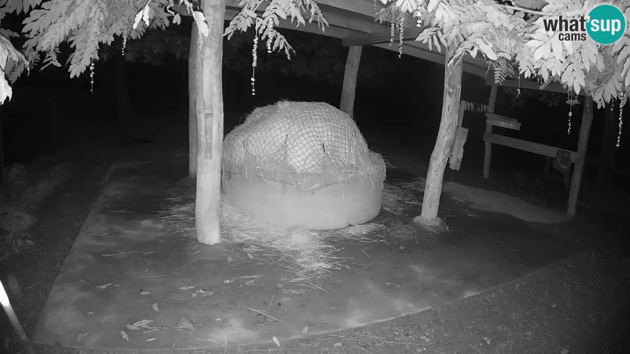 Zebre v živo v živalskem vrtu Ljubljana ZOO spletne kamere