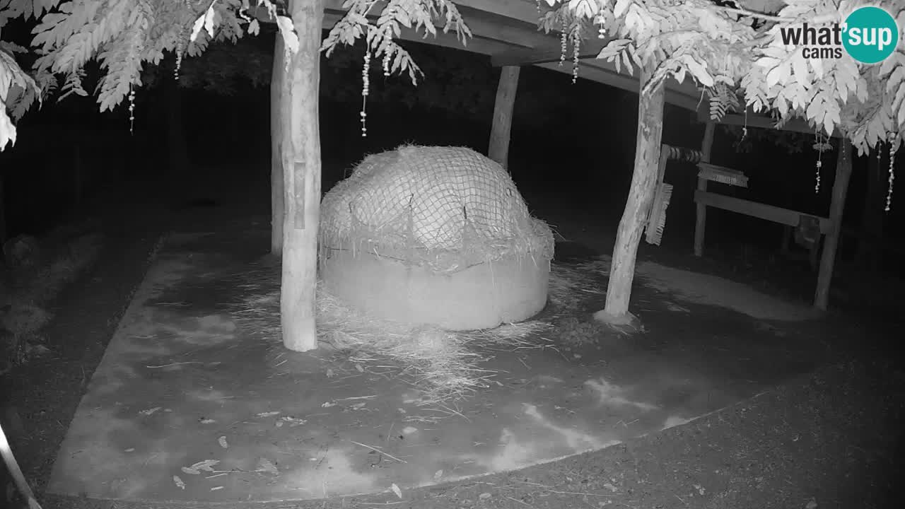 Live webcam Zebras in Ljubljana ZOO – Slovenia