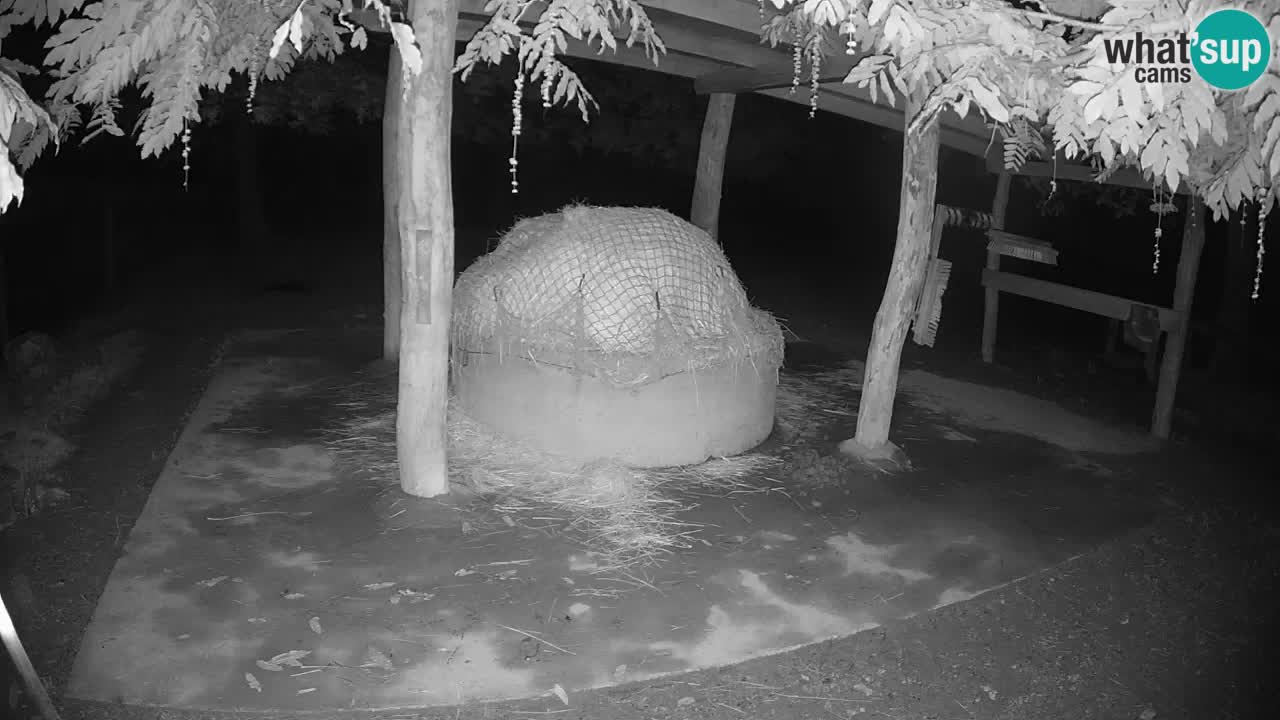 Live webcam Les zèbres in Ljubljana ZOO – Slovénie