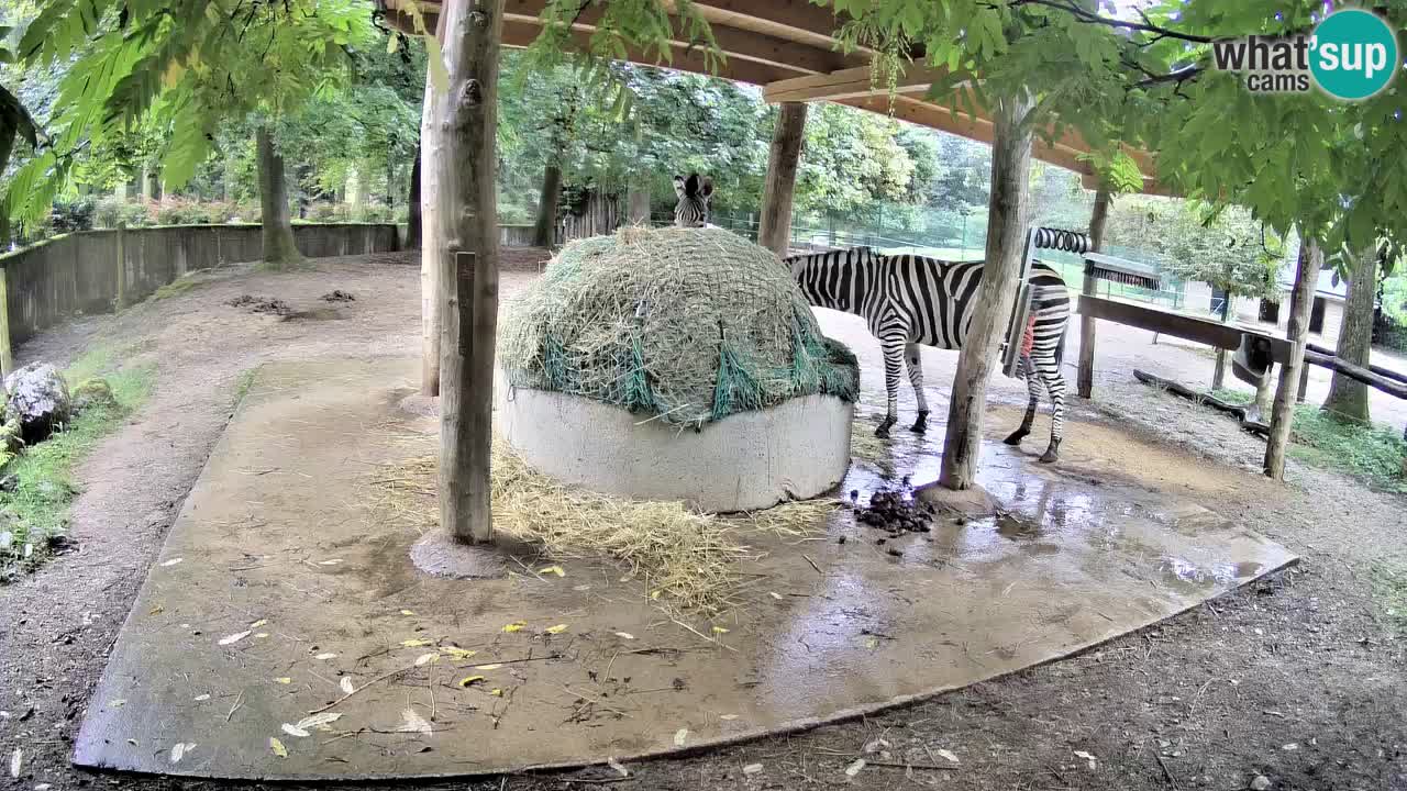 Zebre v živo v živalskem vrtu Ljubljana ZOO spletne kamere