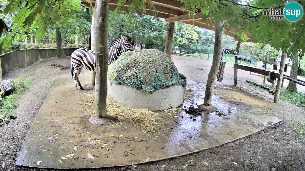 Live webcam Les zèbres in Ljubljana ZOO – Slovénie