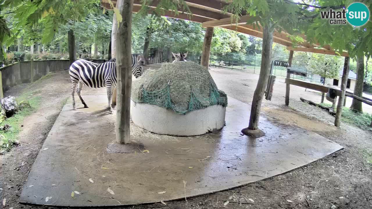 Zebre v živo v živalskem vrtu Ljubljana ZOO spletne kamere