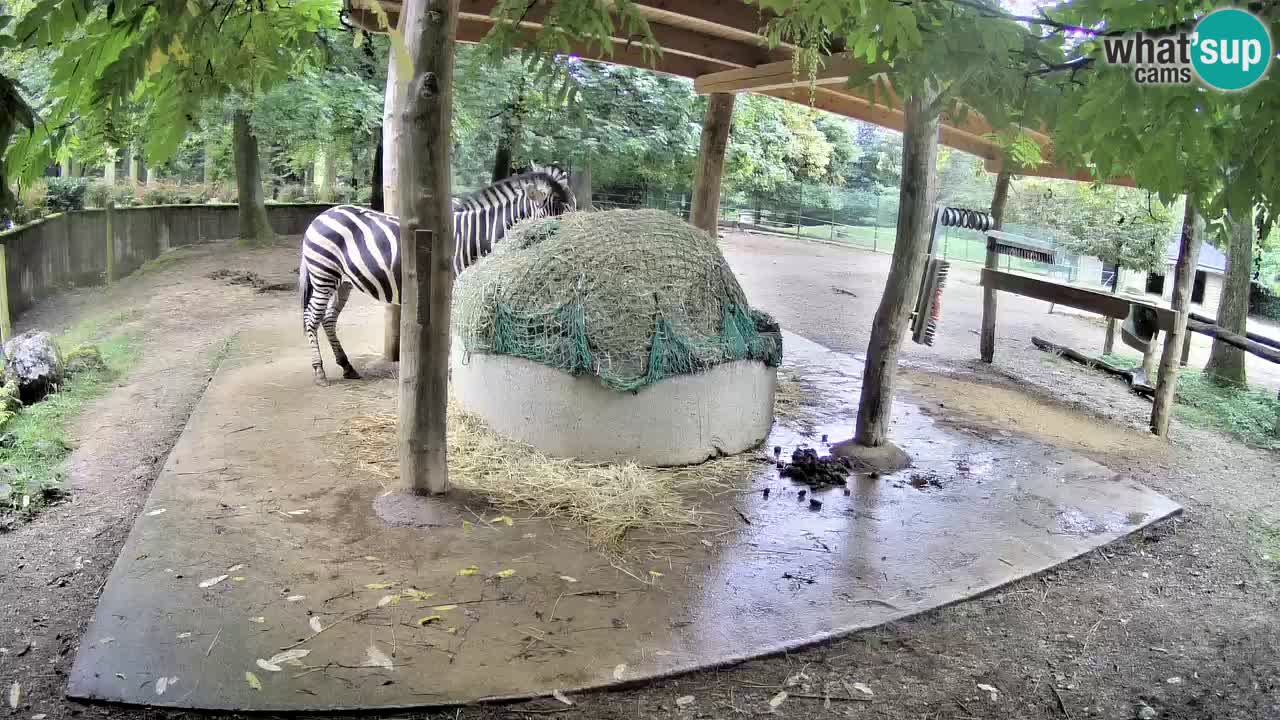 Live Webcam Zebras in Ljubljana ZOO – Slowenien