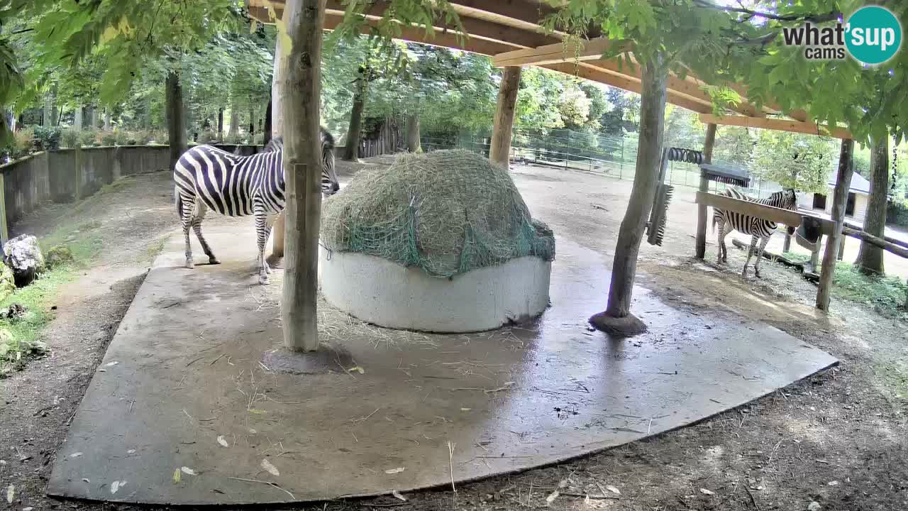 Zebre v živo v živalskem vrtu Ljubljana ZOO spletne kamere