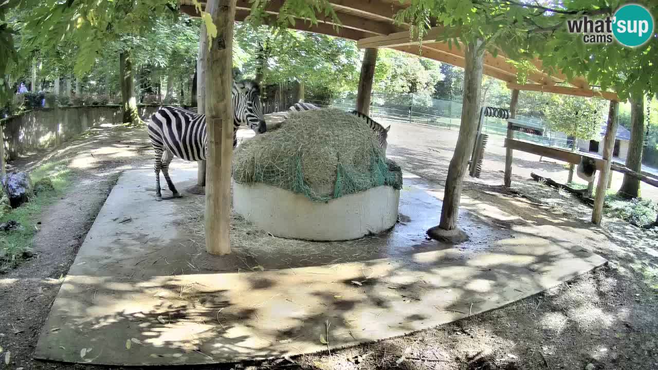 Zebre v živo v živalskem vrtu Ljubljana ZOO spletne kamere