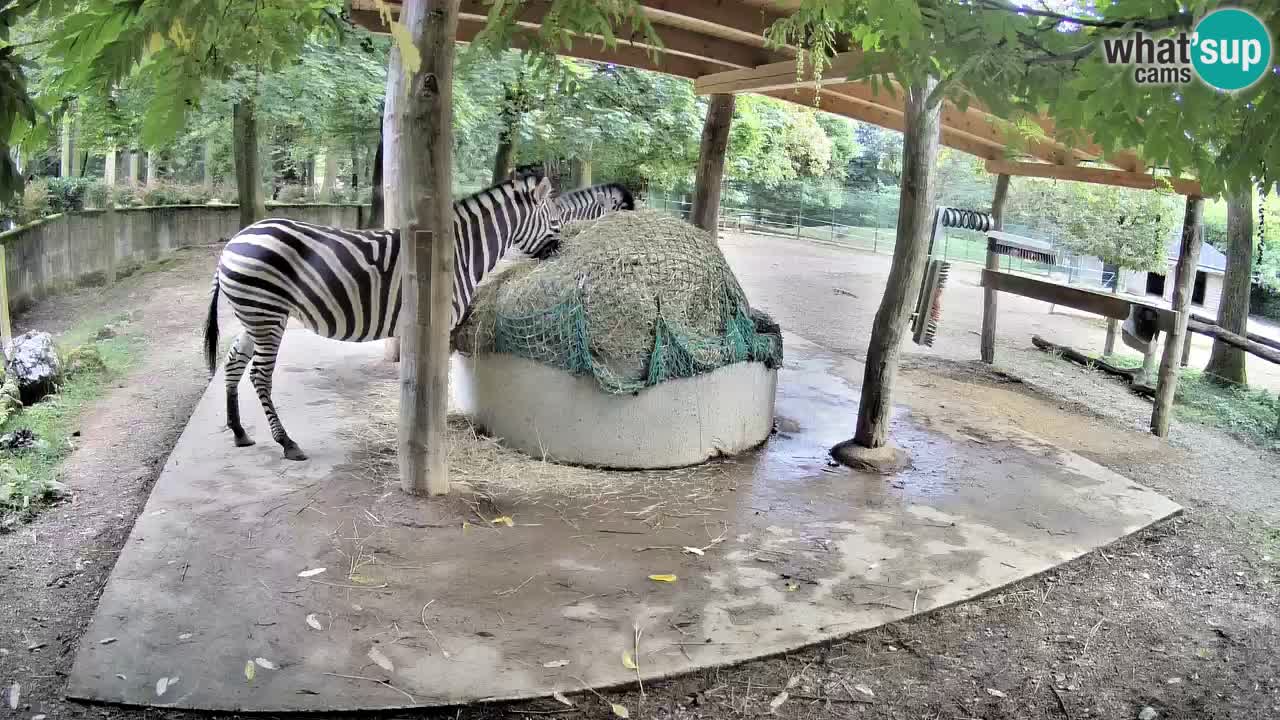Zebre v živo v živalskem vrtu Ljubljana ZOO spletne kamere
