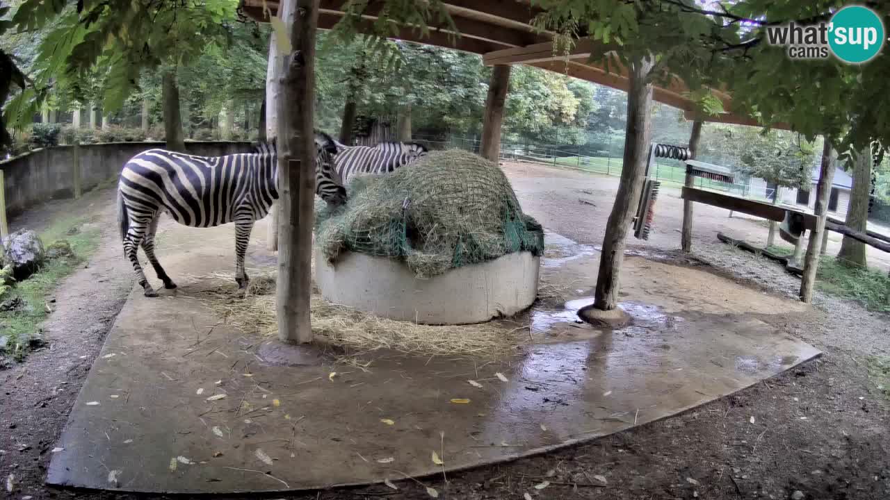 Live webcam Zebras in Ljubljana ZOO – Slovenia