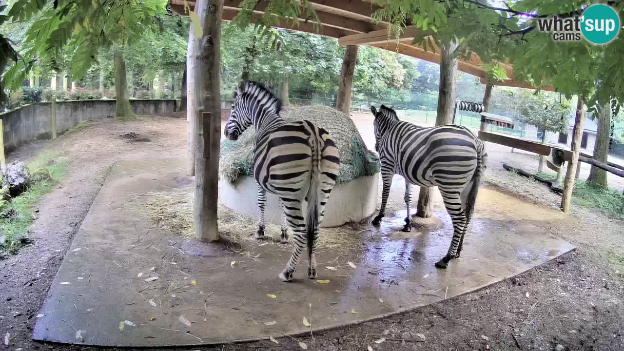 Live webcam Zebras in Ljubljana ZOO – Slovenia