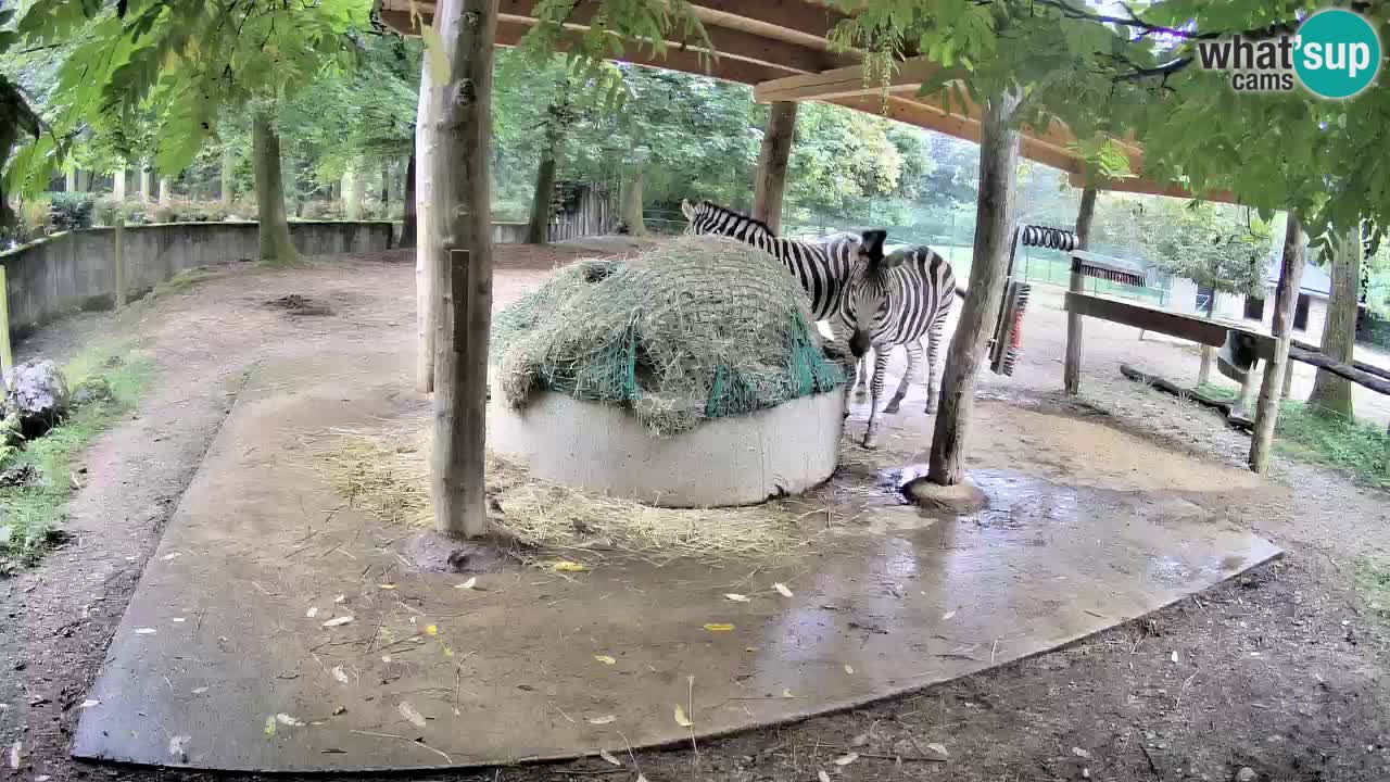 Zebre v živo v živalskem vrtu Ljubljana ZOO spletne kamere