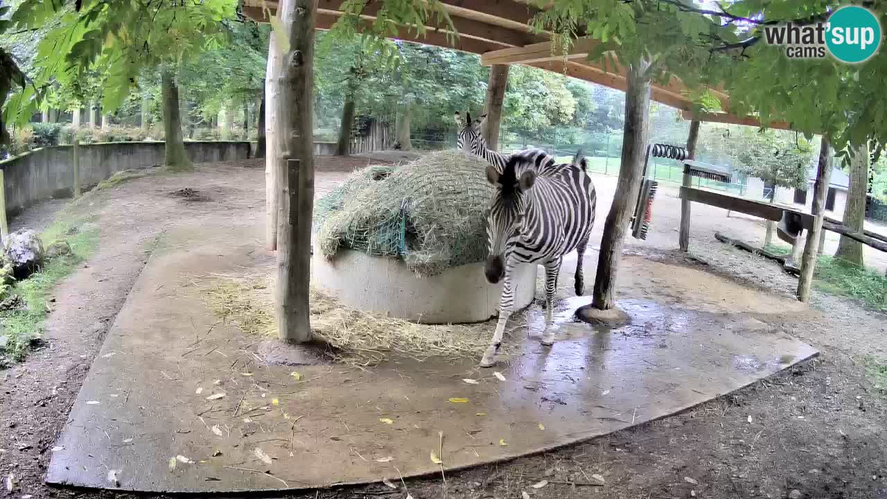 Web kamera uživo Zebras u ZOO Ljubljana – Slovenija