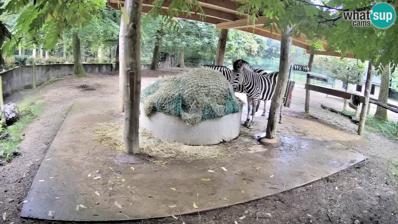 Le Zebre nello ZOO di Ljubljana – Slovenia Live webcam