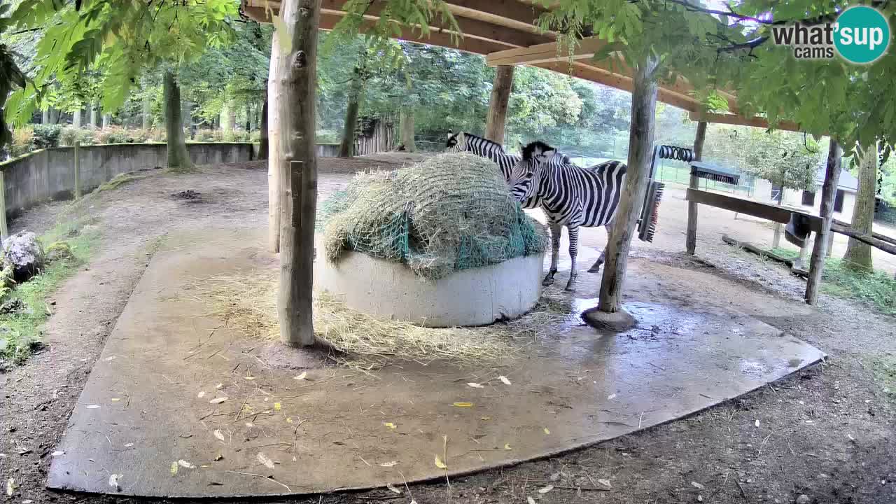 Le Zebre nello ZOO di Ljubljana – Slovenia Live webcam