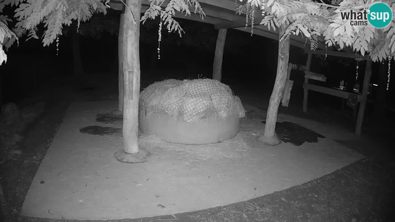 Zebre v živo v živalskem vrtu Ljubljana ZOO spletne kamere