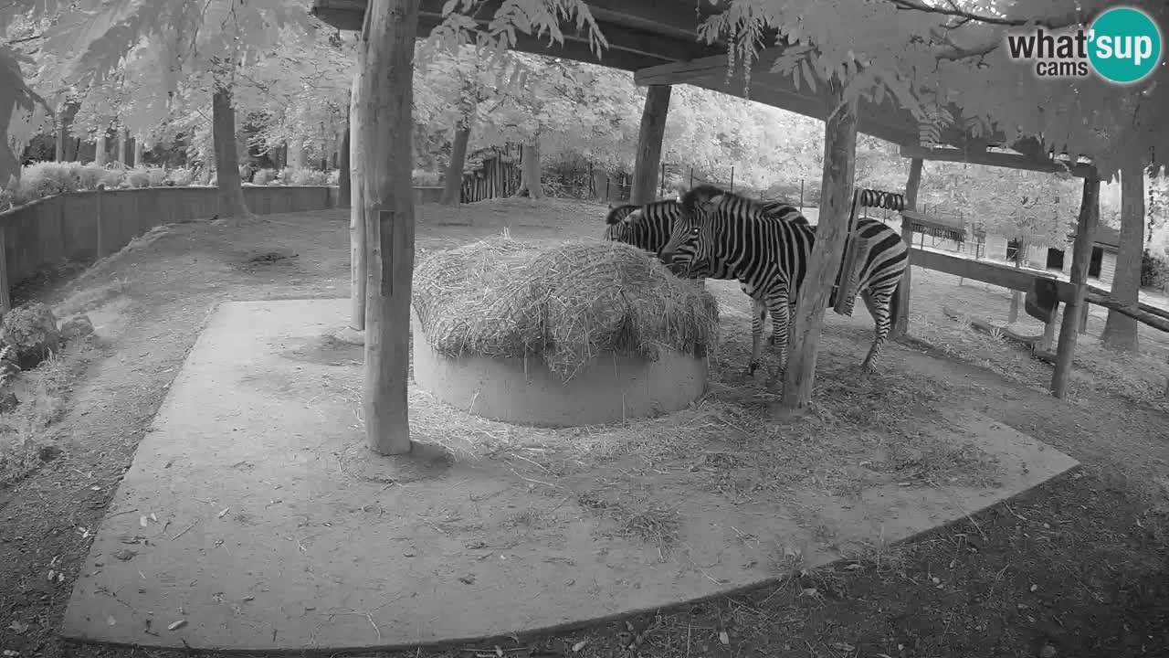 Live Webcam Zebras in Ljubljana ZOO – Slowenien