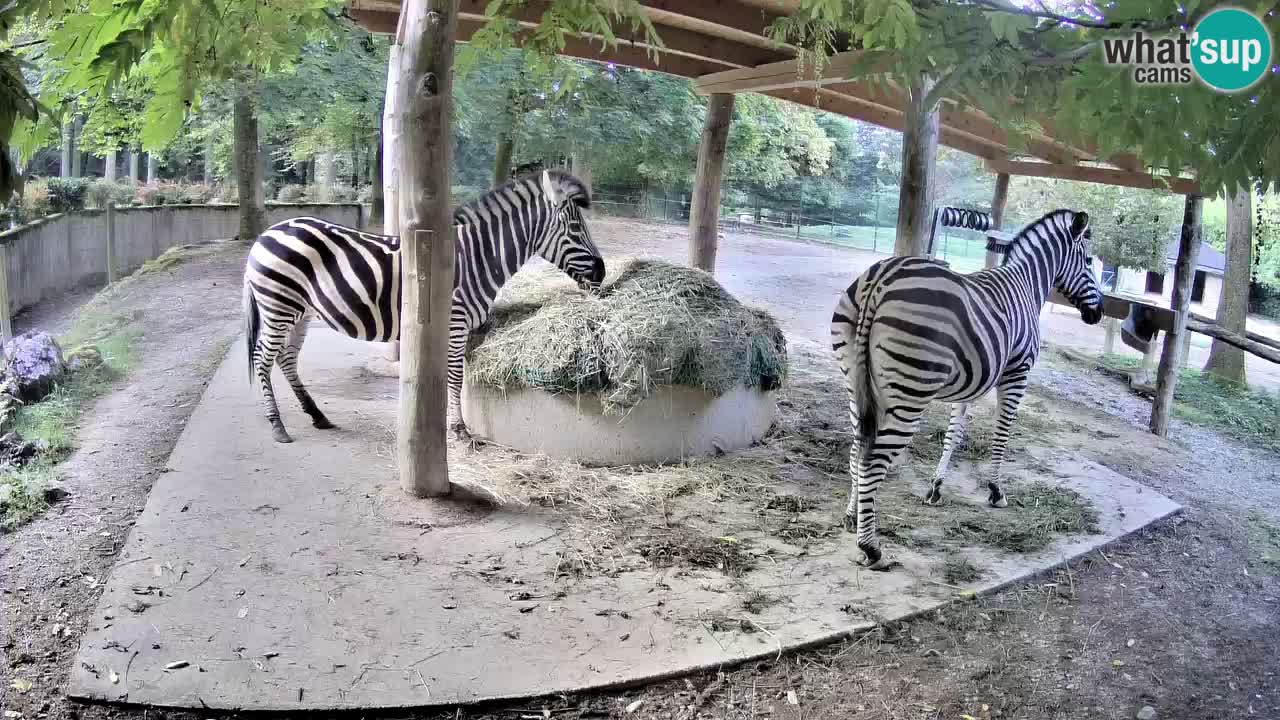 Live webcam Zebras in Ljubljana ZOO – Slovenia