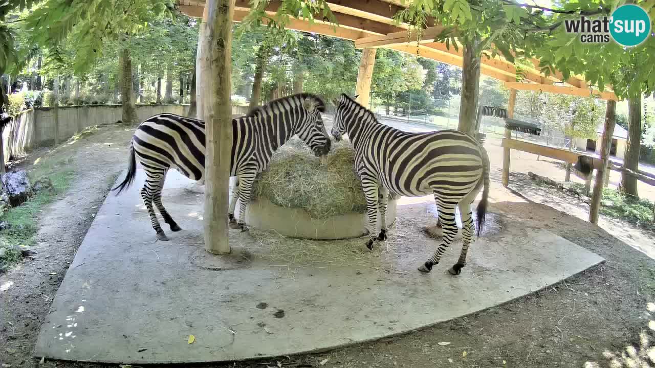 Live webcam Zebras in Ljubljana ZOO – Slovenia