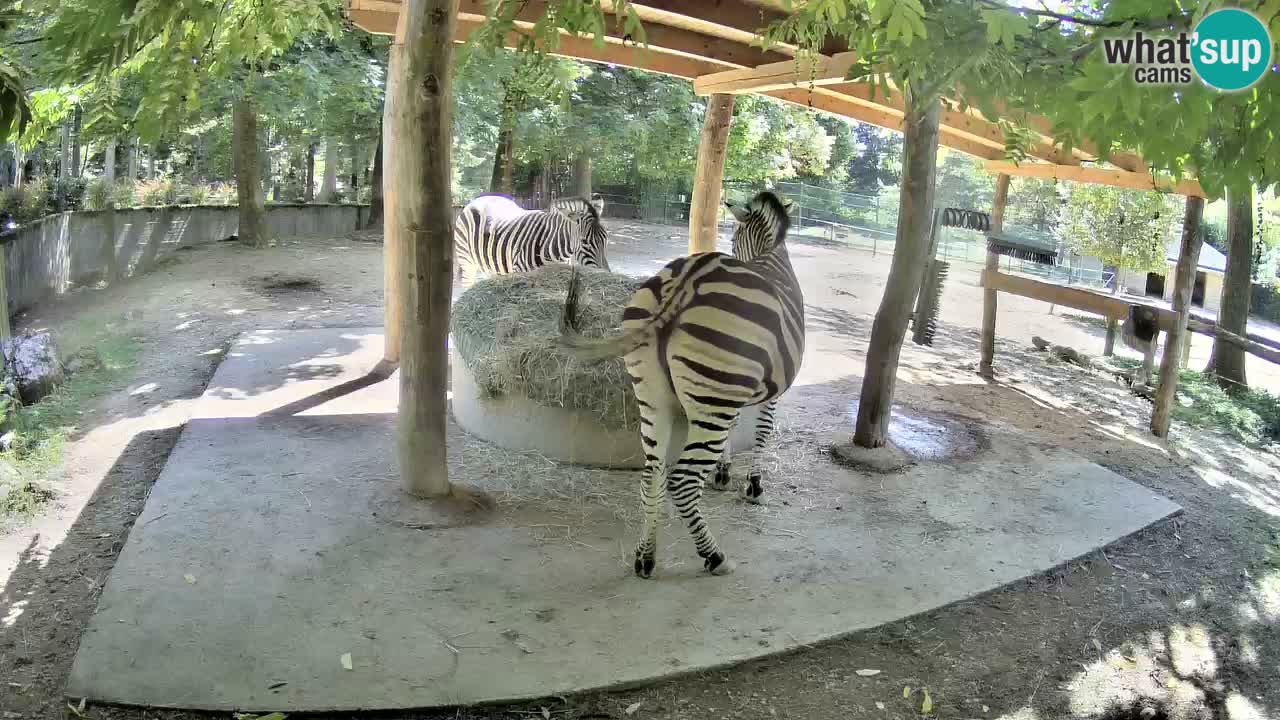 Web kamera uživo Zebras u ZOO Ljubljana – Slovenija